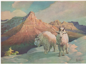 [Mountain Goats]